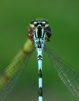 Northern Damselfly Coenagrion hastulatum