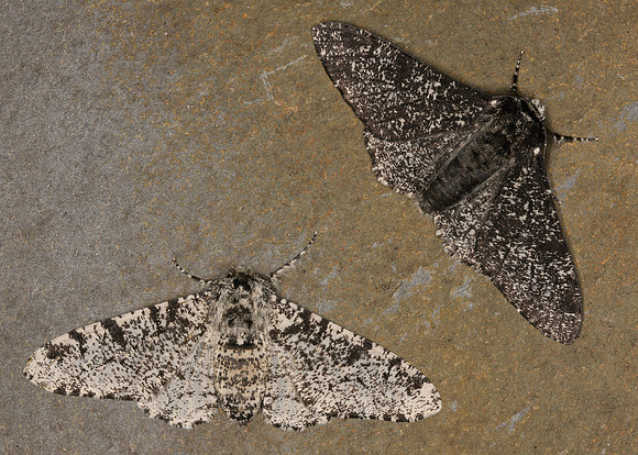 Peppered Moth Biston betularia