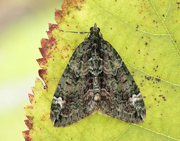 70.095 BF1760 Red-green Carpet Chloroclysta siterata