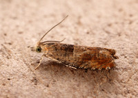 49.248 BF1139 Nut Bud Moth Epinotia tenerana