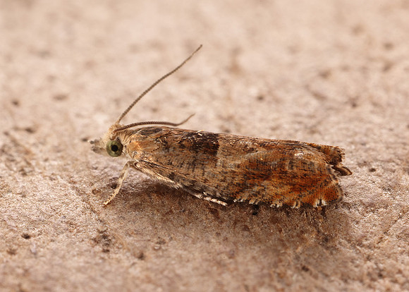 49.248 BF1139 Nut Bud Moth Epinotia tenerana