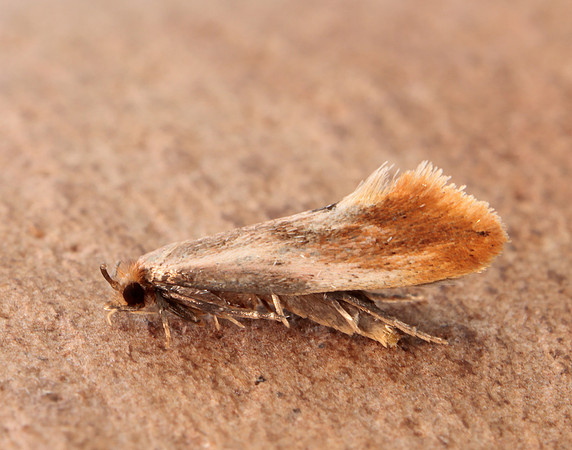 12.032 BF246 Tinea semifulvella