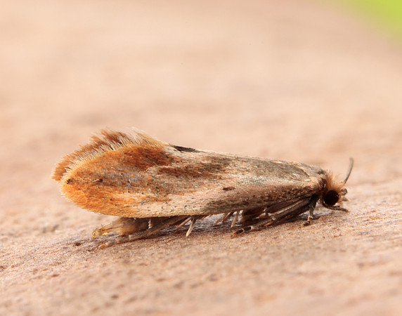 12.032 BF246 Tinea semifulvella
