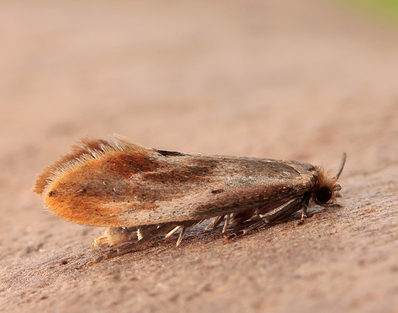 12.032 BF246 Tinea semifulvella