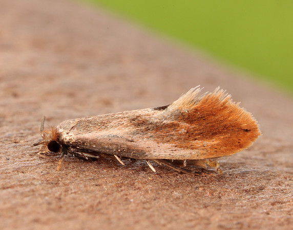 12.032 BF246 Tinea semifulvella