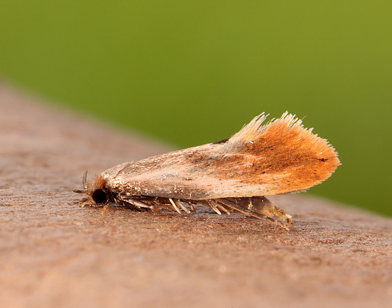 12.032 BF246 Tinea semifulvella