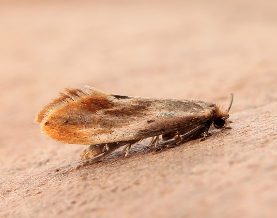 12.032 BF246 Tinea semifulvella
