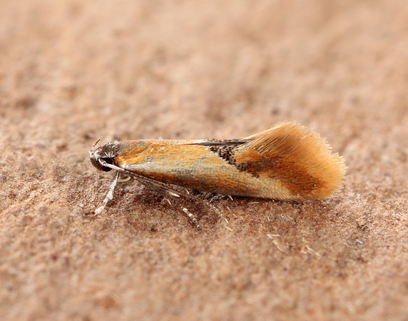 12.032 BF246 Tinea semifulvella