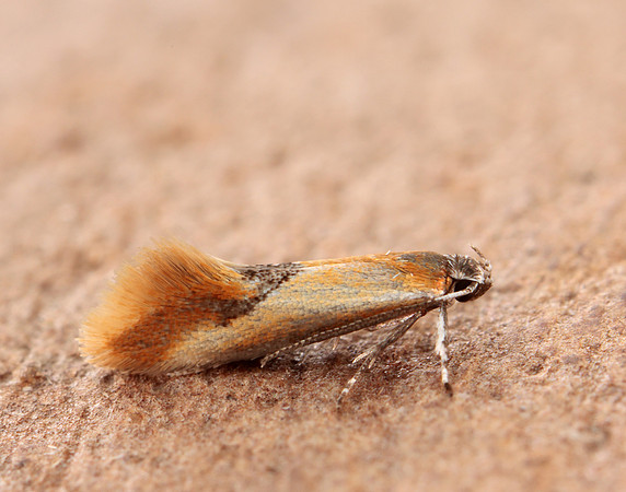 12.032 BF246 Tinea semifulvella