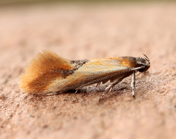 12.032 BF246 Tinea semifulvella