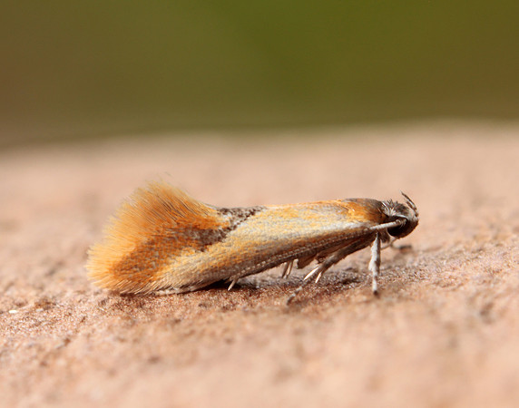12.032 BF246 Tinea semifulvella