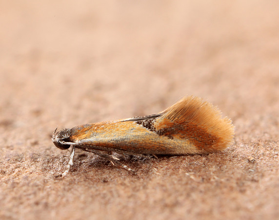 12.032 BF246 Tinea semifulvella