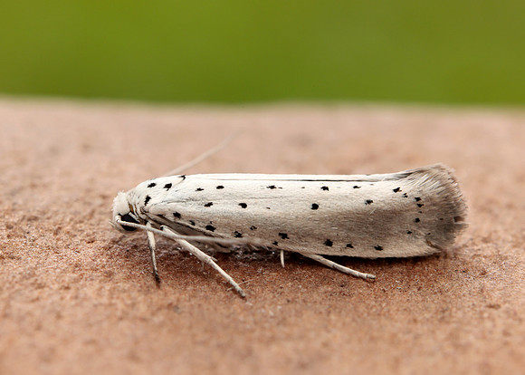 16.005 BF428 Willow Ermine Yponomeuta rorrella