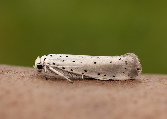 16.005 BF428 Willow Ermine Yponomeuta rorrella