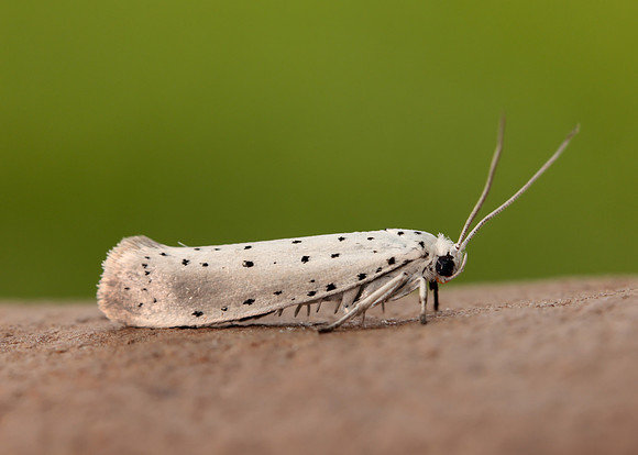 16.005 BF428 Willow Ermine Yponomeuta rorrella