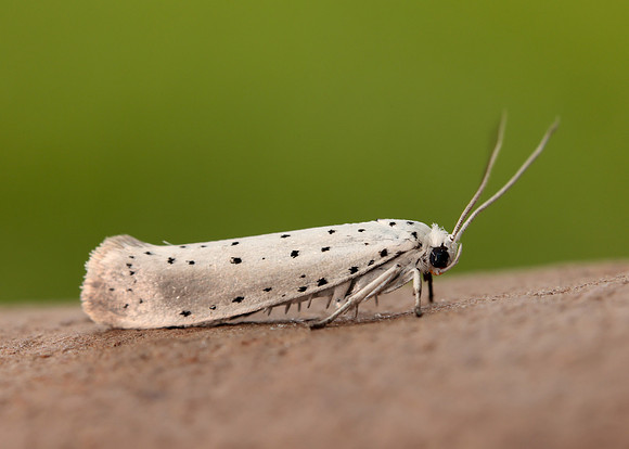 16.005 BF428 Willow Ermine Yponomeuta rorrella