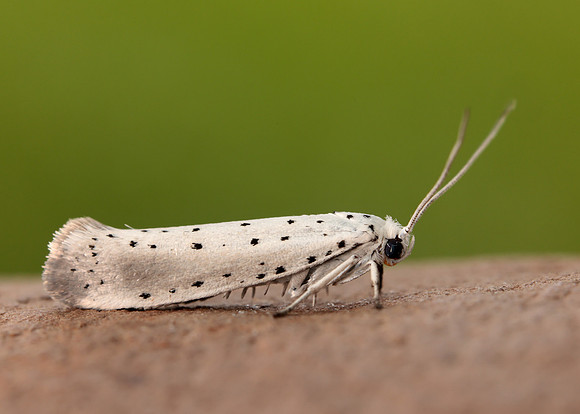 16.005 BF428 Willow Ermine Yponomeuta rorrella