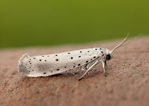16.005 BF428 Willow Ermine Yponomeuta rorrella