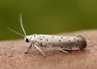 16.005 BF428 Willow Ermine Yponomeuta rorrella