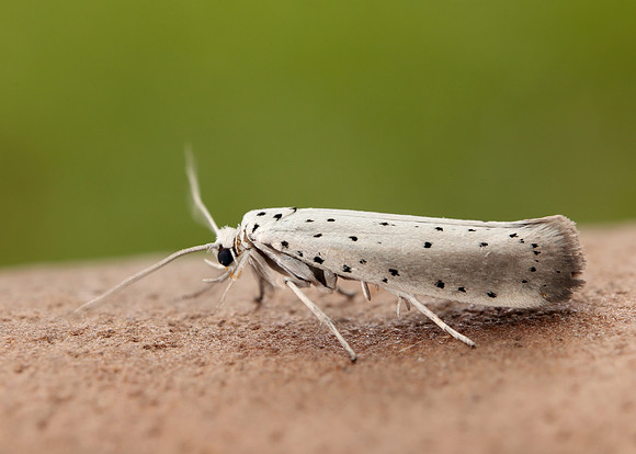 16.005 BF428 Willow Ermine Yponomeuta rorrella