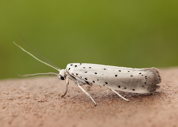 16.005 BF428 Willow Ermine Yponomeuta rorrella