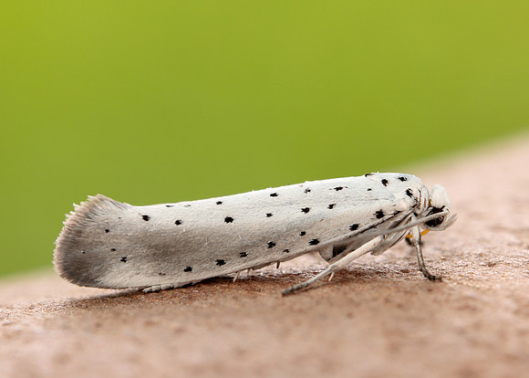 16.005 BF428 Willow Ermine Yponomeuta rorrella
