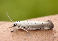 16.005 BF428 Willow Ermine Yponomeuta rorrella