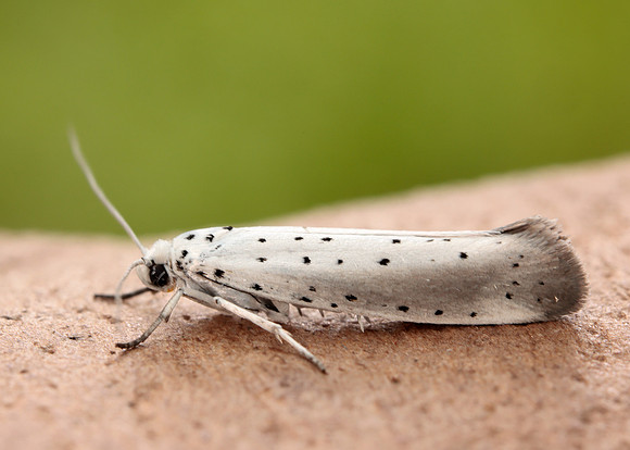 16.005 BF428 Willow Ermine Yponomeuta rorrella