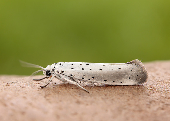 16.005 BF428 Willow Ermine Yponomeuta rorrella