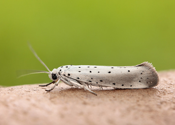 16.005 BF428 Willow Ermine Yponomeuta rorrella