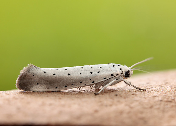 16.005 BF428 Willow Ermine Yponomeuta rorrella