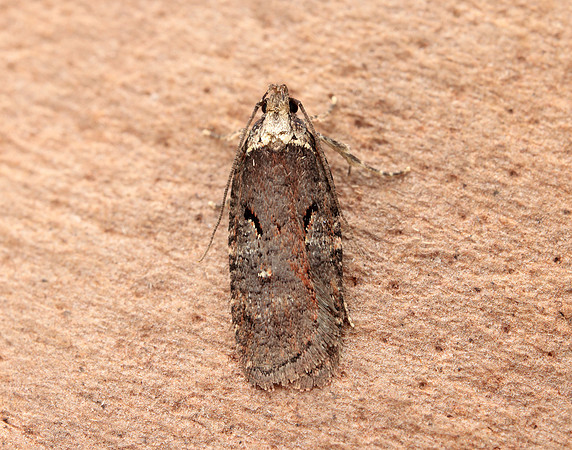 32.010 BF710 Agonopterix conterminella