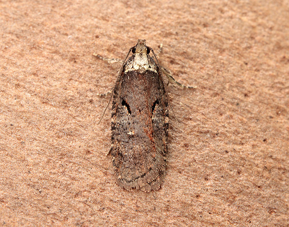 32.010 BF710 Agonopterix conterminella