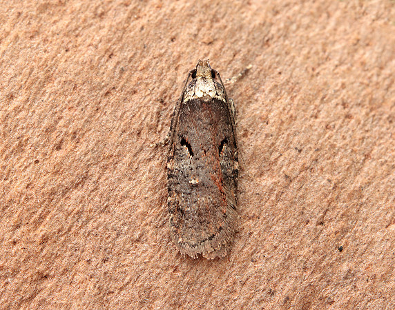 32.010 BF710 Agonopterix conterminella