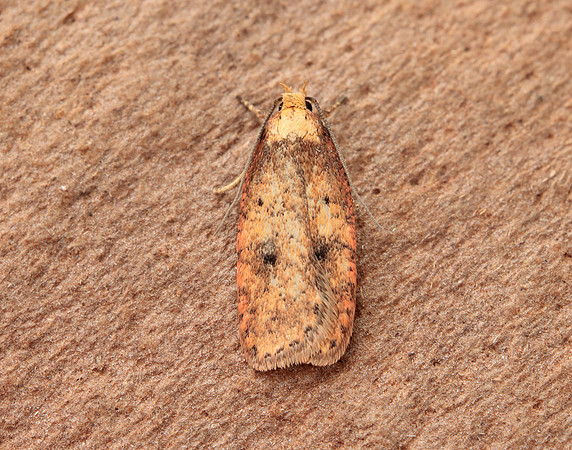 32.032 BF713 Agonopterix angelicella