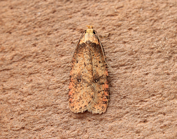 32.032 BF713 Agonopterix angelicella