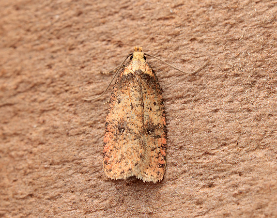 32.032 BF713 Agonopterix angelicella