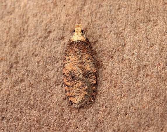 32.032 BF713 Agonopterix angelicella
