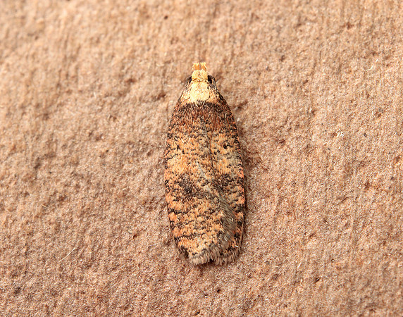 32.032 BF713 Agonopterix angelicella