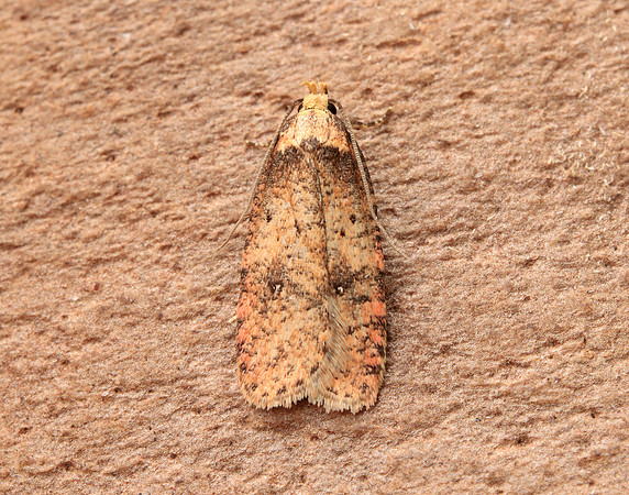 32.032 BF713 Agonopterix angelicella