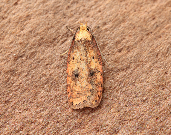 32.032 BF713 Agonopterix angelicella