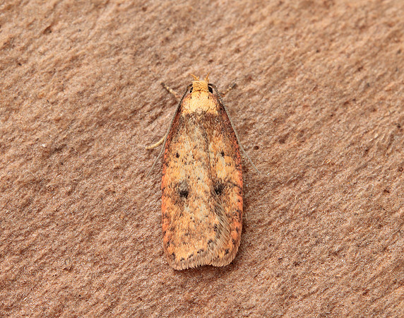 32.032 BF713 Agonopterix angelicella