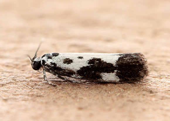 33.002 BF719 Ethmia quadrillella