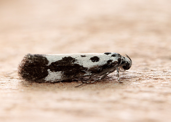 33.002 BF719 Ethmia quadrillella