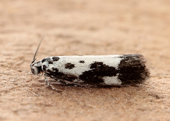 33.002 BF719 Ethmia quadrillella