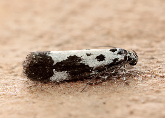 33.002 BF719 Ethmia quadrillella