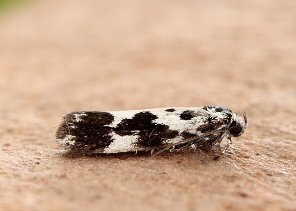 33.002 BF719 Ethmia quadrillella