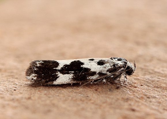 33.002 BF719 Ethmia quadrillella