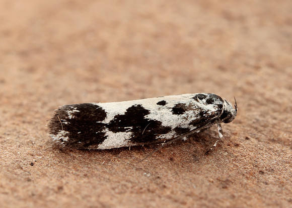 33.002 BF719 Ethmia quadrillella