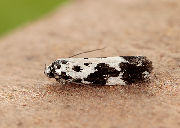 33.002 BF719 Ethmia quadrillella
